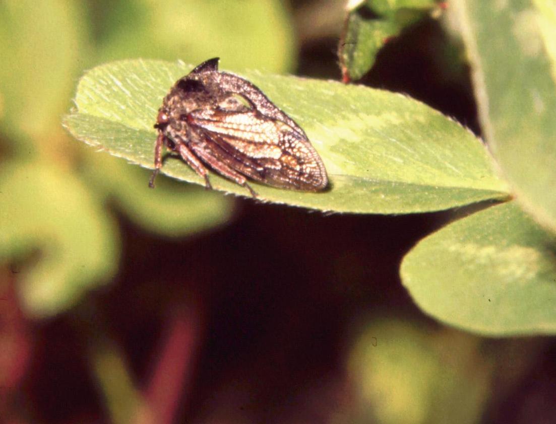 Homoptera - Membracidae: cicalina bufalo nostrana